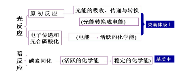 光合作用的能量转换过程